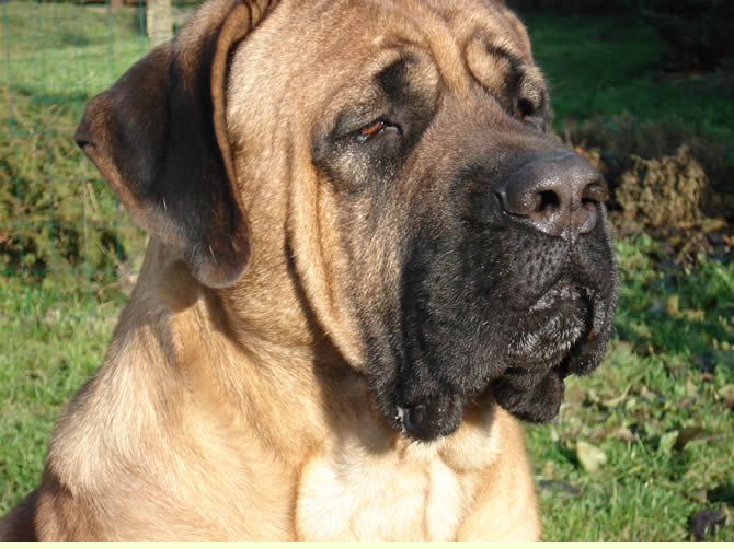 Tosa — photo de la race de chien originaire de Japon (3)