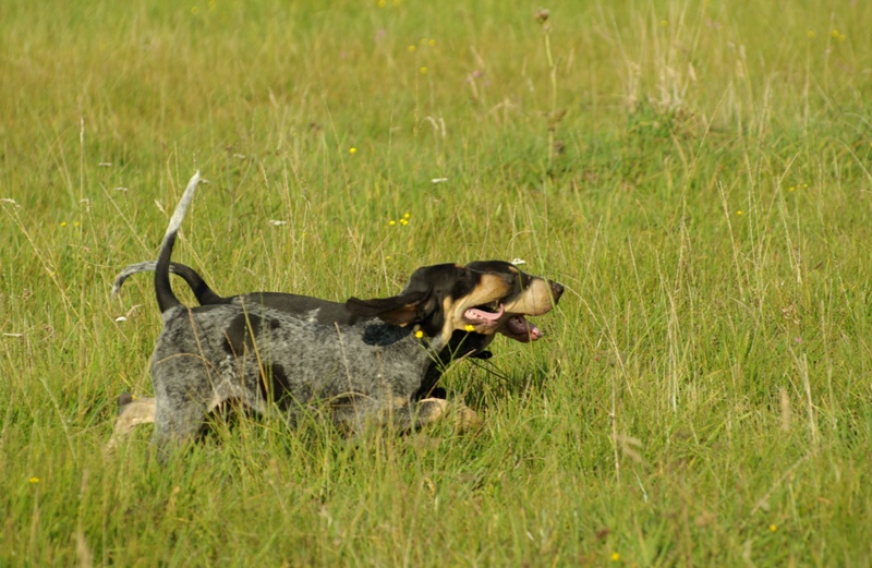 Petit bleu de Gascogne — photo de la race de chien originaire de France (1)