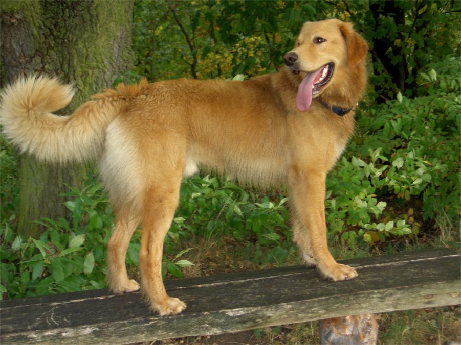 Hovawart — photo de la race de chien originaire de Allemagne (5)