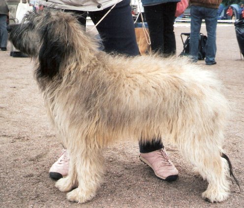 Berger catalan — photo de la race de chien originaire de Catalogne (3)