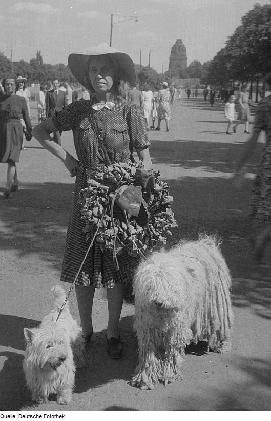 Komondor — photo de la race de chien originaire de Hongrie (6)