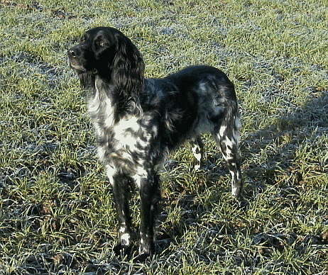 Grand épagneul de Münster — photo de la race de chien originaire de Allemagne (5)