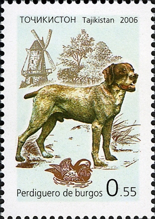 Braque de Burgos — photo de la race de chien originaire de Espagne (6)