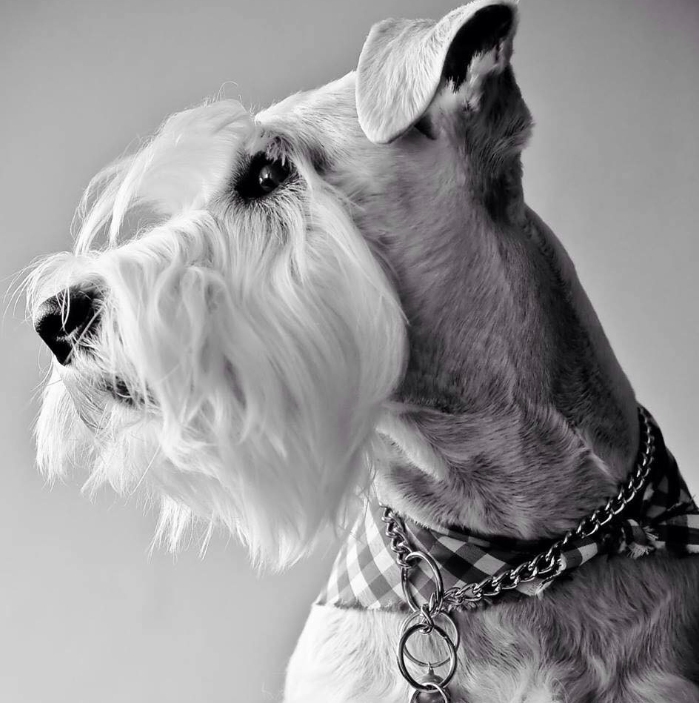 Schnauzer — photo de la race de chien (6)