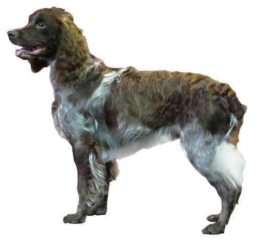 Epagneul de Pont-Audemer — photo de la race de chien originaire de France (6)