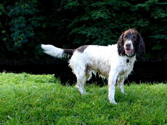 Springer anglais — photo de la race de chien originaire de Angleterre (3)