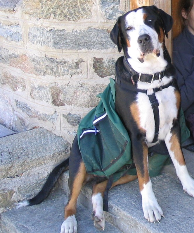 Grand bouvier suisse — photo de la race de chien originaire de Suisse (1)