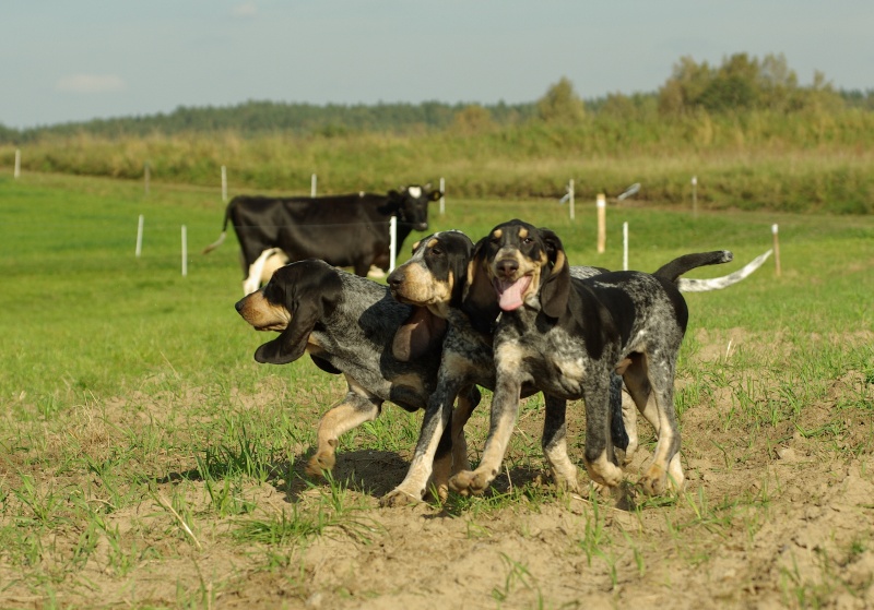 Petit bleu de Gascogne — photo de la race de chien originaire de France (3)