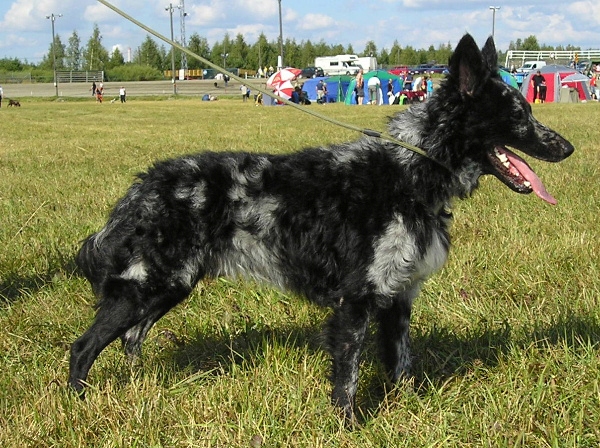 Mudi — photo de la race de chien originaire de Hongrie (4)