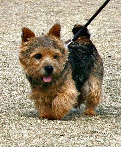 Norwich Terrier — photo de la race de chien originaire de Angleterre (1)