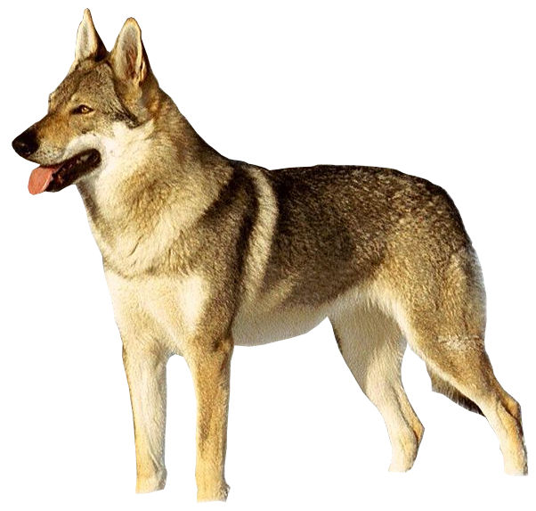 Chien-loup Tchèque — photo de la race de chien originaire de Tchécoslovaquie (6)