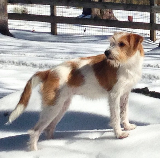 Kromfohrländer — photo de la race de chien originaire de Allemagne (5)