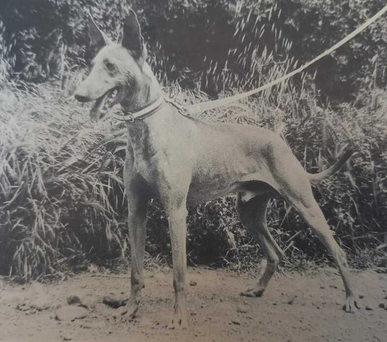 Cirneco de l’Etna — photo de la race de chien originaire de Italie (1)
