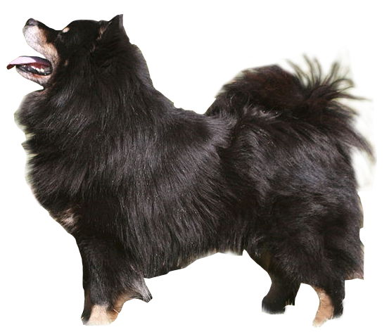 Chien finnois de Laponie — photo de la race de chien originaire de Finlande (1)