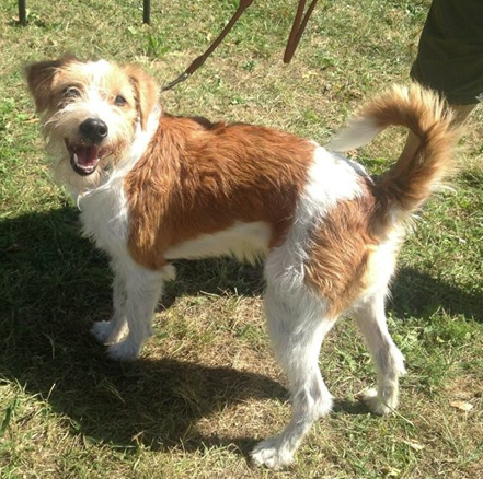 Kromfohrländer — photo de la race de chien originaire de Allemagne (4)
