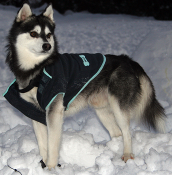 Alaskan Klee Kai — photo de la race de chien originaire de États-Unis (1)