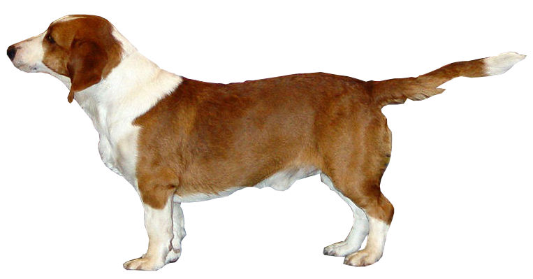 Drever — photo de la race de chien originaire de Suède (1)