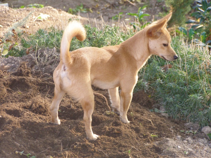 Podenco portugais — photo de la race de chien originaire de Portugal (5)