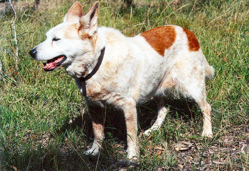 Bouvier Australien — photo de la race de chien originaire de Australie (3)