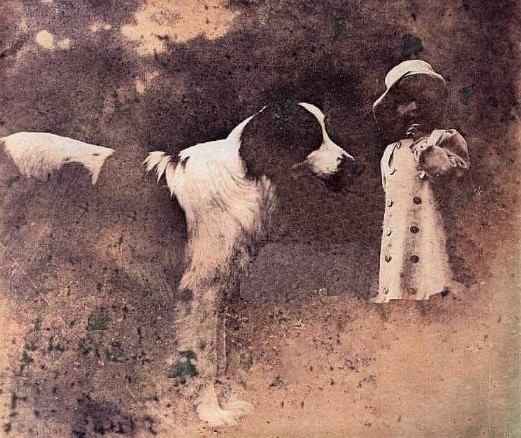 Terre-neuve — photo de la race de chien originaire de Canada (2)