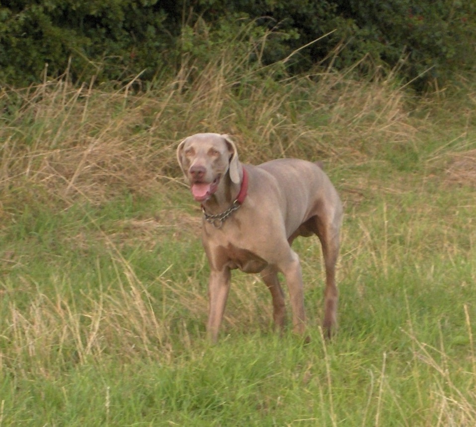 Braque de Weimar — photo de la race de chien originaire de Allemagne (4)