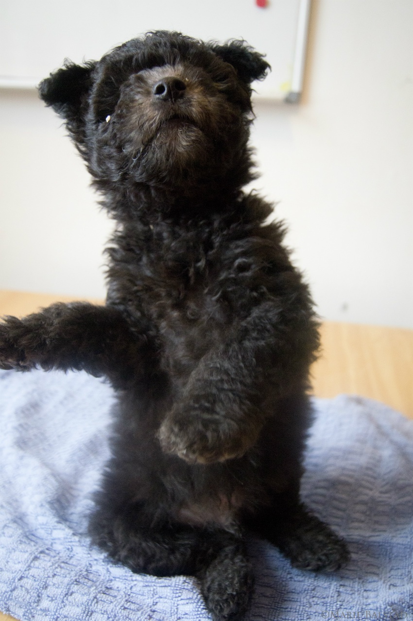 Pumi — photo de la race de chien originaire de Hongrie (2)