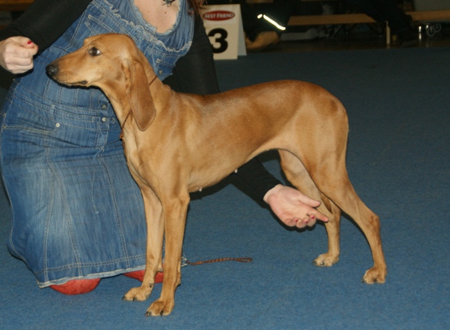 Chien courant italien à poil ras — photo de la race de chien originaire de Italie (6)