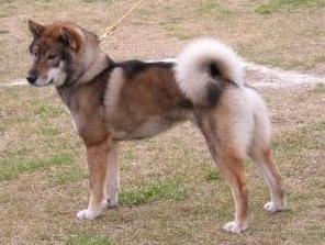 Shikoku Ken