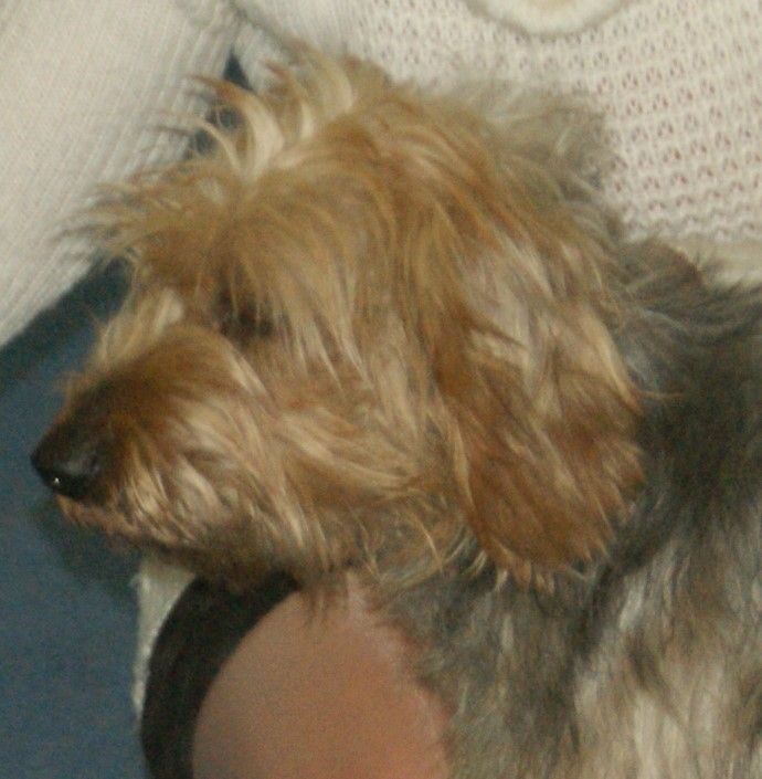 Chien courant de Bosnie à poil dur — photo de la race de chien originaire de Bosnie-Herzégovine (2)