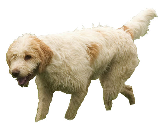 Briquet griffon vendéen — photo de la race de chien originaire de France (2)