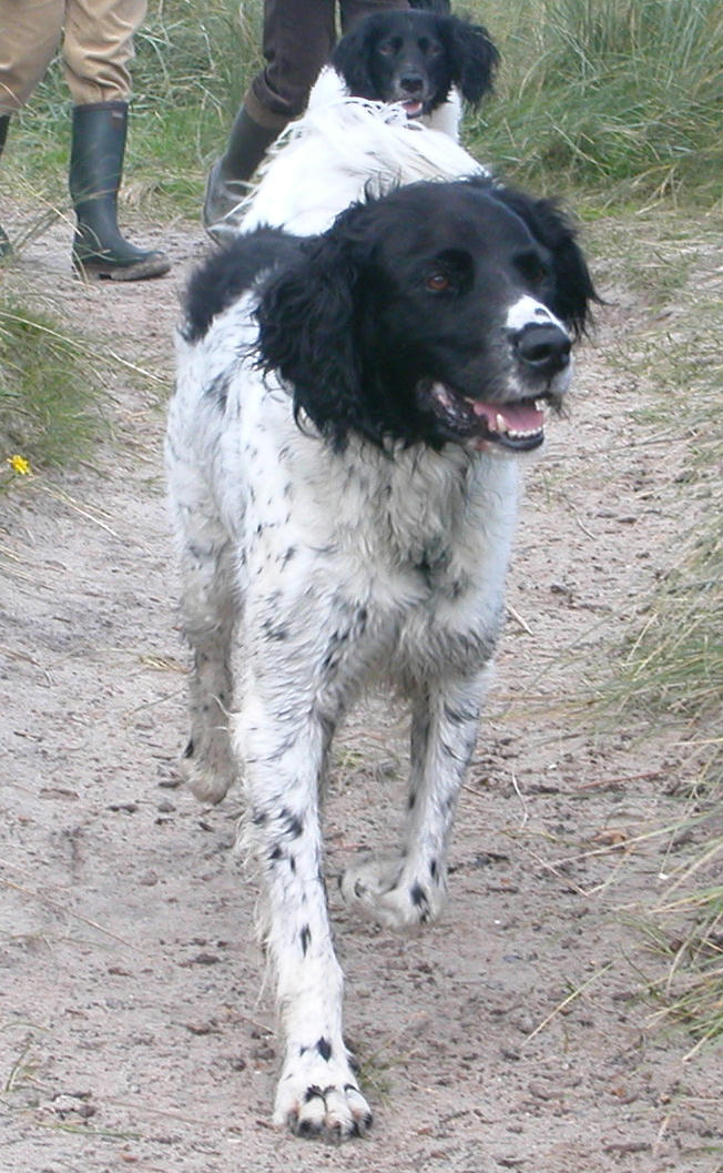 Grand épagneul de Münster — photo de la race de chien originaire de Allemagne (6)