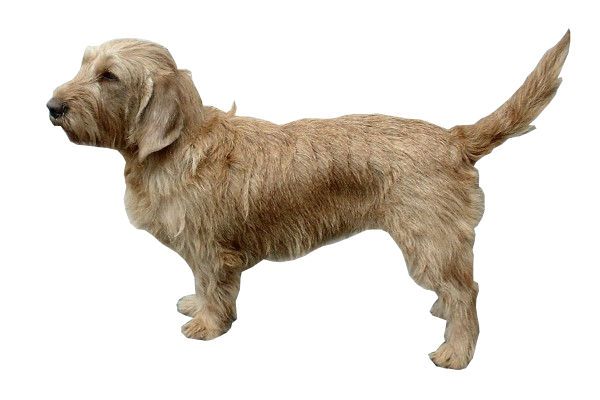Basset fauve de Bretagne — photo de la race de chien originaire de France (5)