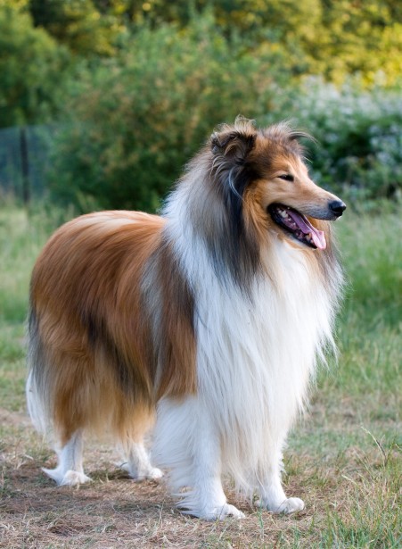 Colley à poil long – Collie rough — photo de la race de chien originaire de Royaume-Uni (1)