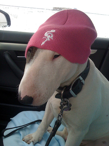 Bull terrier — photo de la race de chien originaire de Angleterre (4)