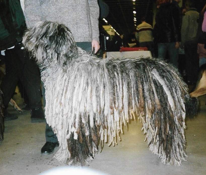 Berger de Bergame — photo de la race de chien originaire de Italie (3)