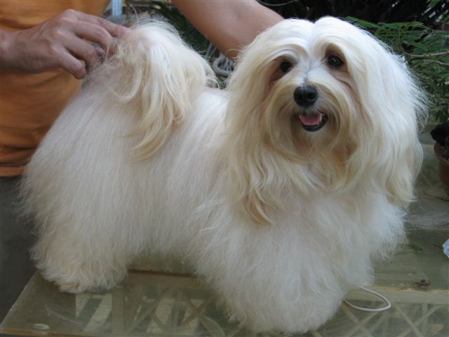 Bichon havanais — photo de la race de chien originaire de Cuba (6)