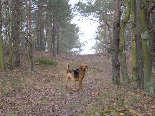 Brachet polonais — photo de la race de chien originaire de Pologne (4)