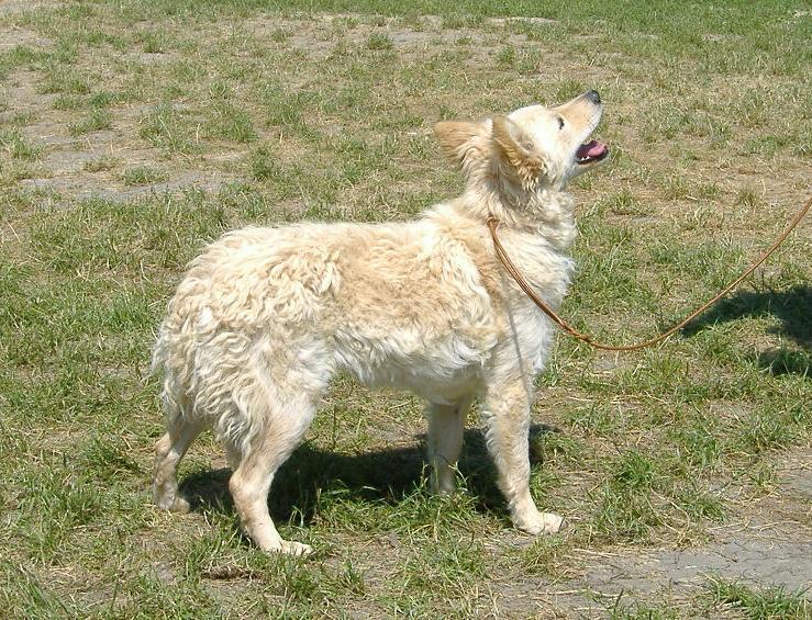 Mudi — photo de la race de chien originaire de Hongrie (5)