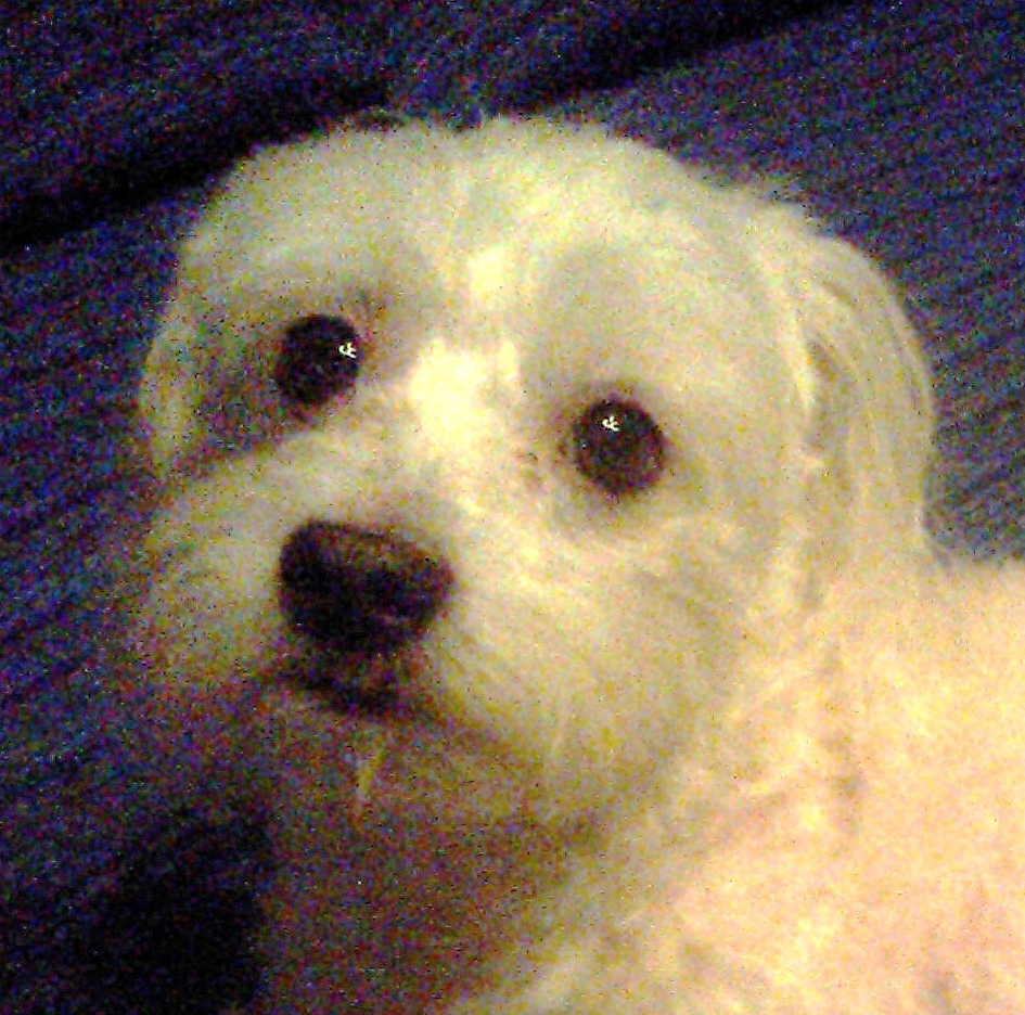 Bichon maltais — photo de la race de chien originaire de Malte Malte (6)