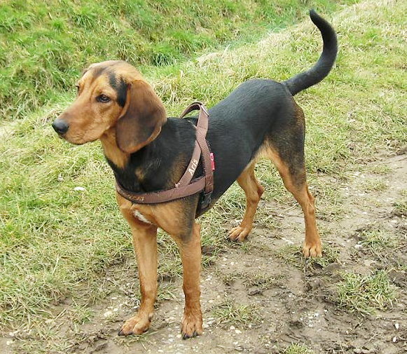 Chien courant grec — photo de la race de chien originaire de Grèce (3)