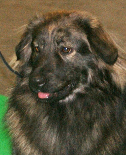 Berger du Karst — photo de la race de chien originaire de Slovénie (5)