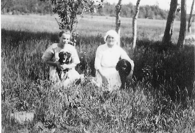 Chien d’eau américain — photo de la race de chien originaire de États-Unis (1)