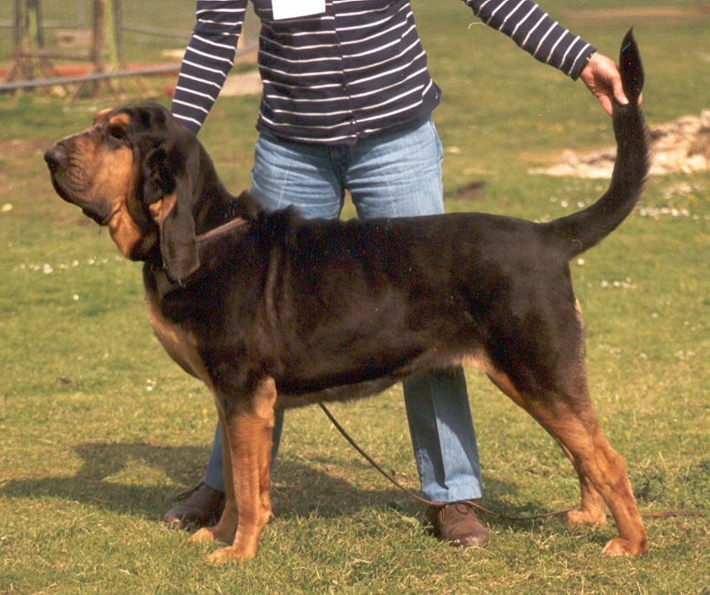 Chien de Saint-Hubert — photo de la race de chien originaire de Belgique (6)
