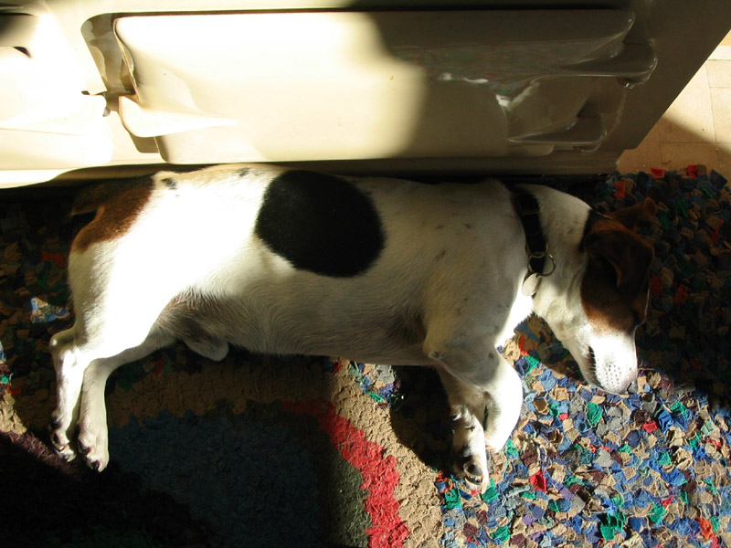 Jack Russel — photo de la race de chien originaire de Royaume-Uni (6)
