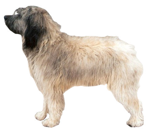 Berger catalan — photo de la race de chien originaire de Catalogne (4)