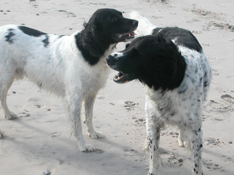 Grand épagneul de Münster — photo de la race de chien originaire de Allemagne (4)