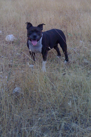 Staffordshire Bull Terrier — photo de la race de chien originaire de Angleterre (2)