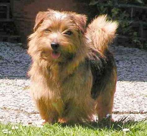 Norfolk Terrier — photo de la race de chien originaire de Royaume-Uni (5)
