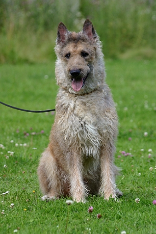 Berger Belge Laekenois — photo de la race de chien originaire de Belgique (3)