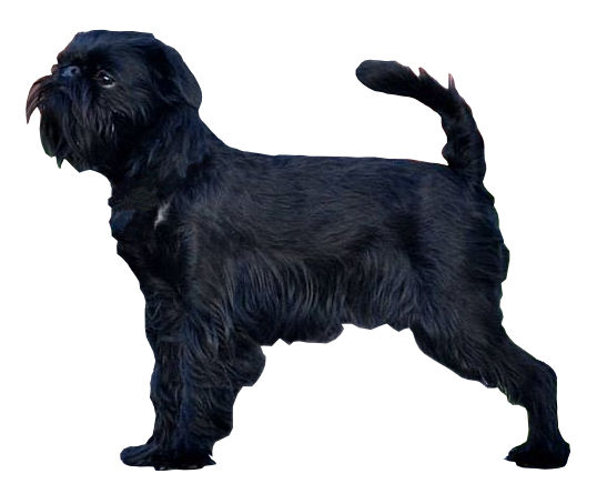 Griffon belge — photo de la race de chien originaire de Belgique (4)